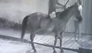 Homem a cavalo e segurando falcão assalta mulher na parte alta de Maceió