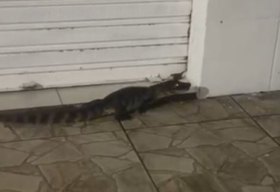 Jacarés circulam em área urbana e assustam moradores de Jequiá da Praia