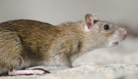 Ocitocina sintética pode prevenir ansiedade causada por estresse social, aponta estudo em modelo animal