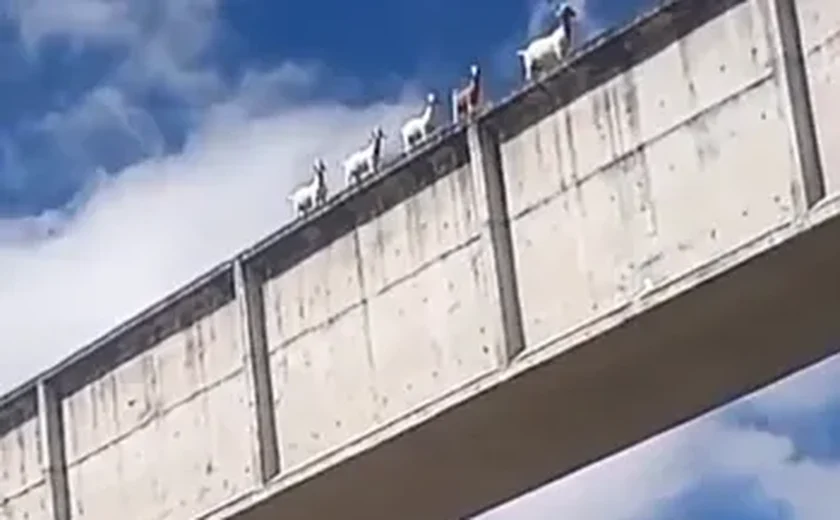 Bodes são flagrados atravessando ponte no Canal do Sertão e vídeo viraliza em Alagoas
