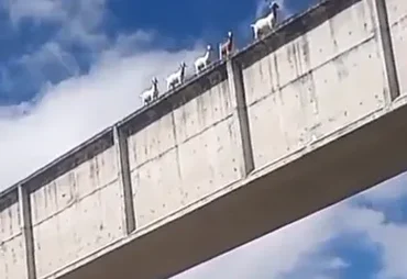 Bodes são flagrados atravessando ponte no Canal do Sertão e vídeo viraliza em Alagoas