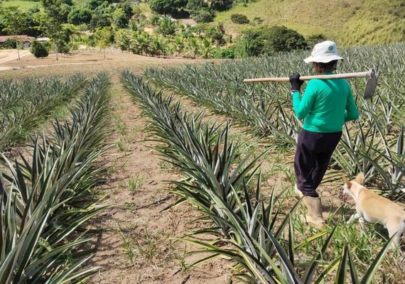 Crédito do Banco do Nordeste para o semiárido alagoano soma cerca de R$ 800 milhões em 2025