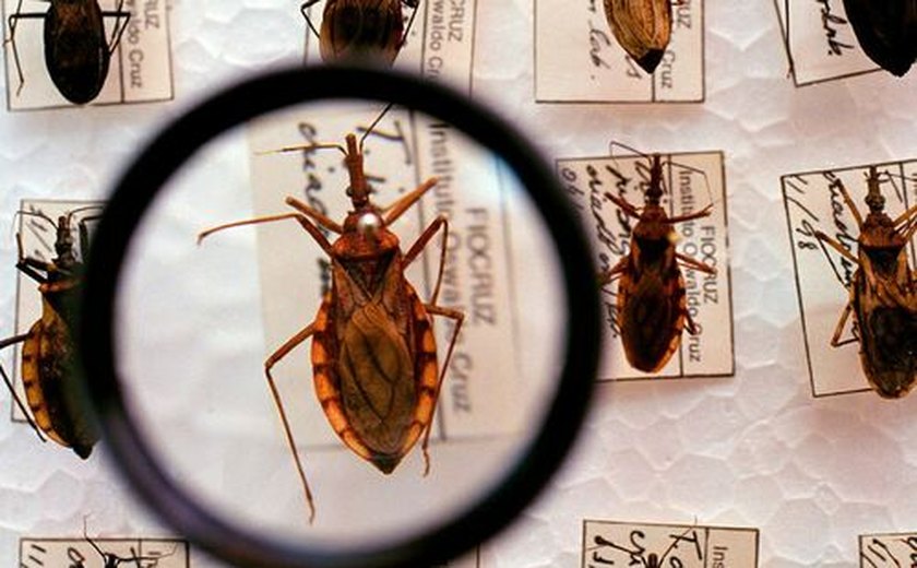 Doença de Chagas: Brasil contabiliza cerca de 4.500 mortes por ano