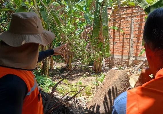 Análise técnica da Defesa Civil reforça prevenção de acidentes causados por árvores