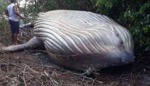 Mistério: baleia jubarte é encontrada em área de mata no Pará