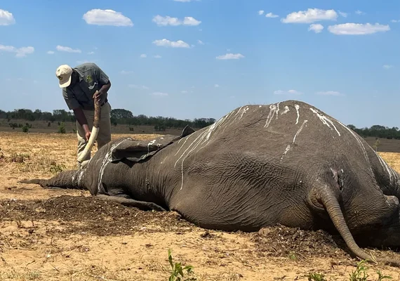 Dezenas de elefantes morrem de sede no Zimbábue devido à seca