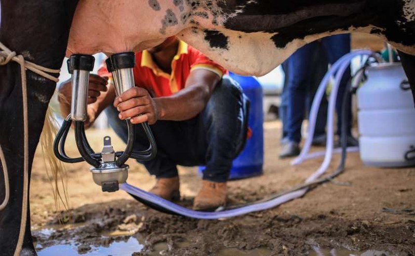 Alagoas terá o melhor preço pago ao produtor de leite no país