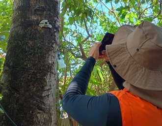 Saiba como identificar árvores com risco durante o período chuvoso