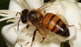 Ibama restringe uso de agrotóxicos à base de tiametoxam prejudiacial a abelhas