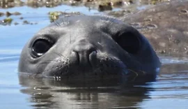 Elefante-marinho “Leôncio” reaparece no Litoral Sul de Alagoas após um dia desaparecido