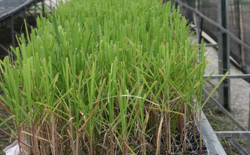 Ufal apresenta novas cultivares de cana-de-açúcar em evento nesta quarta (22)