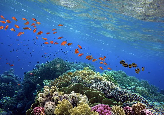 Prefeitura de Maragogi firma acordo de parceria com Embratur e BioFábrica para recuperação de corais