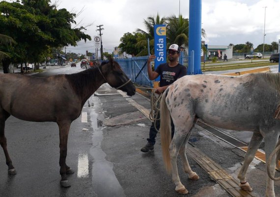 Saiba como solicitar à UVZ de Maceió a captura de animais em vias públicas