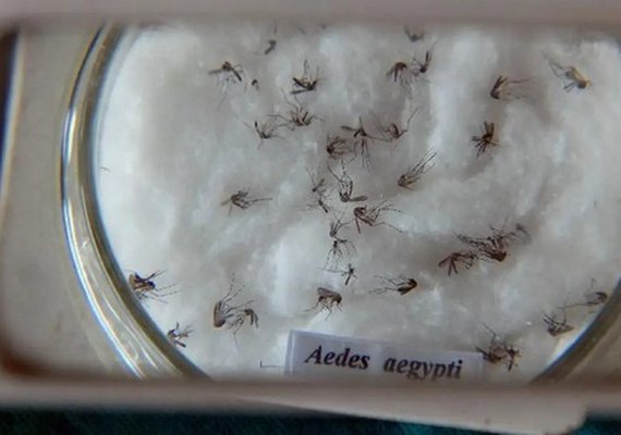 Brasil tem o maior número de casos de dengue no mundo