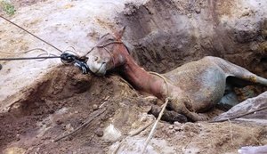 Égua cai em fossa de 5 metros de profundidade e é resgatada com vida pelos Bombeiros