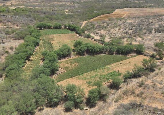 PF realiza nova fase de operação contra cultivo e tráfico de maconha em AL, BA, PE e MG