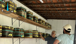 Enxames de abelhas nativas ​uruçu chegam a meliponários escola em Alagoas