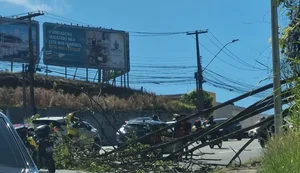 Árvore cai sobre carro e provoca lentidão na Avenida Leste-Oeste, em Maceió