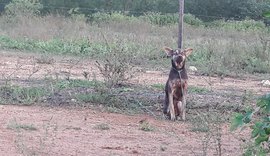 Cão passa mais de um dia amarrado e abandonado no Lago da Perucaba, em Arapiraca