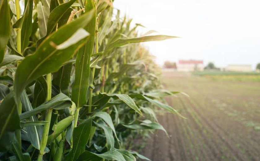 Agropecuário foi o setor que mais cresceu em AL em 2019, aponta PIB divulgado pela Seplag