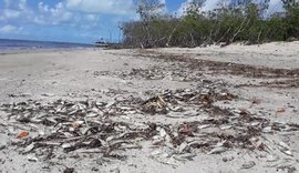 Ainda não há respostas para os peixes mortos encontrados na Barra de Santo Antônio