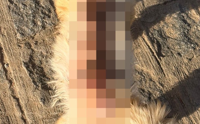 Mulher é presa suspeita de maus-tratos após jogar água quente em cachorro em Cajueiro