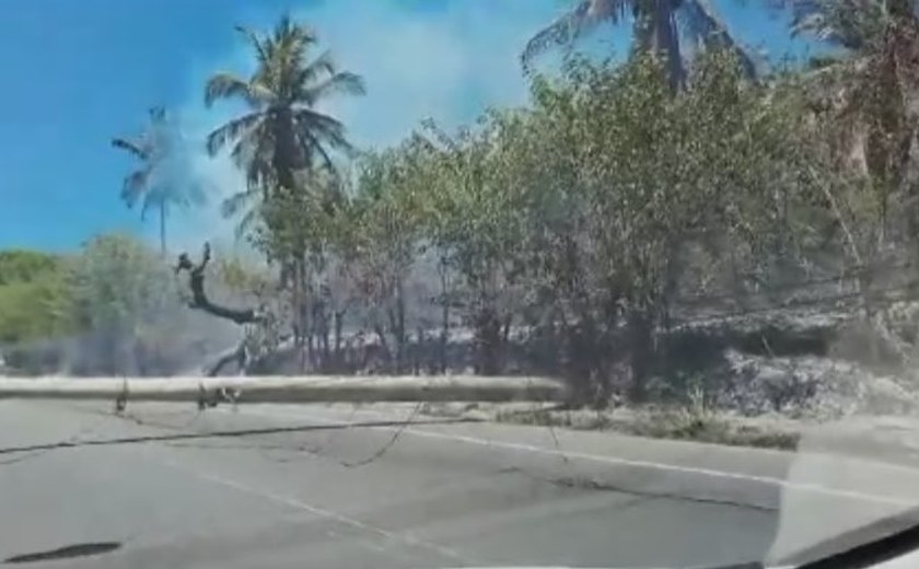 Incêndio em vegetação às margens da AL-101 Norte derruba dois postes e deixa caos no trânsito