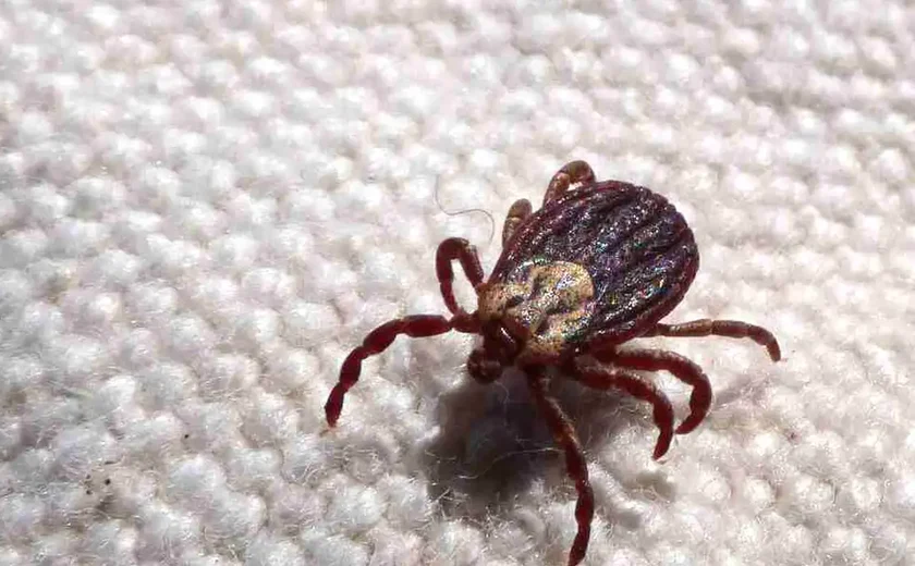 Febre maculosa causa mais duas mortes no interior de São Paulo