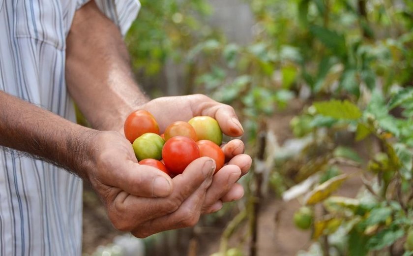 Unidades hospitalares da Sesau começam a receber produtos da agricultura familiar