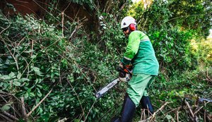Maceió tem aumento de 50% em ações de poda e supressão de árvores no período chuvoso