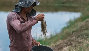 Criação de camarão avança em Alagoas e impulsiona desenvolvimento no campo