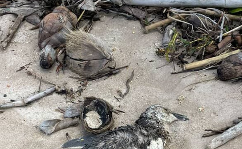 Pinguim é encontrado morto em praia de Maragogi; este é o quinto registro em AL neste ano