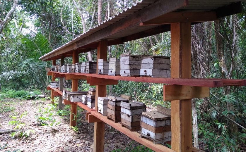 Japaratinga vai ganhar projeto Meliponário Comunitário