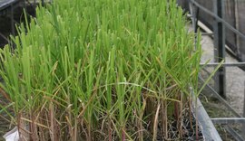 Ufal apresenta novas cultivares de cana-de-açúcar em evento nesta quarta (22)