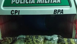 Jacaré é capturado por equipe do BPA em Marechal Deodoro