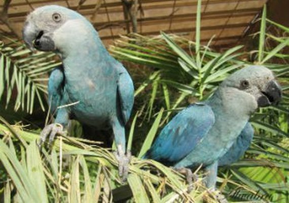 Reintrodução da ararinha-azul na natureza deve começar no ano que vem