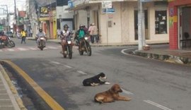 Projeto prevê a castração de 1200 cães e gatos em Arapiraca