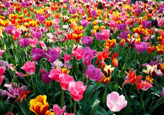 Estacão das flores tem início na próxima sexta-feira (22)