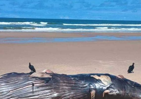 Baleia-jubarte encalha morta na Praia do Pontal do Peba, em Piaçabuçu