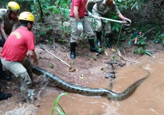 Sucuri de seis metros é capturada perto de condomínio em Goiás