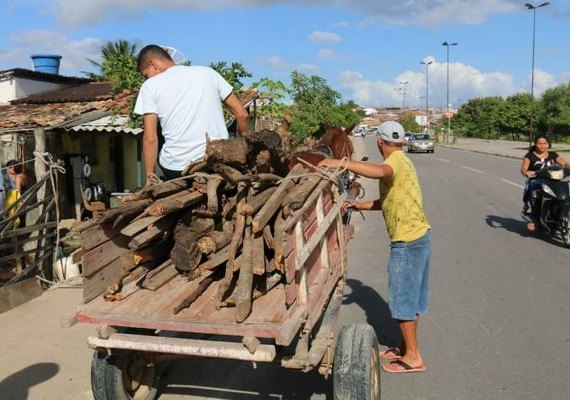 Fogueira: cresce procura por madeira