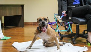 Alagoas diz não ao abandono: Dezembro Verde mobiliza pela causa animal