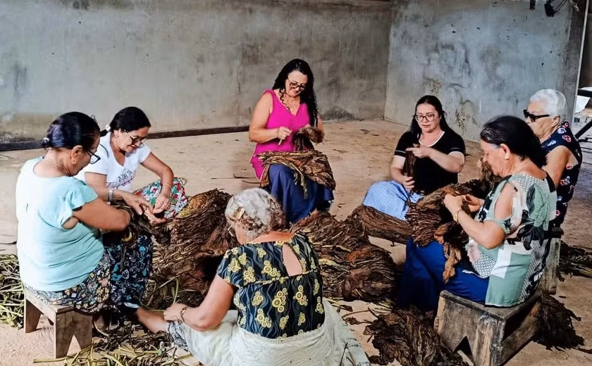 Destaladeiras de fumo mantêm viva a tradição cultural de Arapiraca com apresentação no Theatro Homerinho