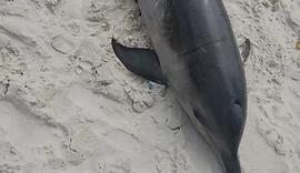 Boto-cinza é encontrado morto na Praia da Avenida, em Maceió
