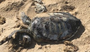 Em praias de Alagoas, 13 animais marinhos são achados mortos durante o Carnaval