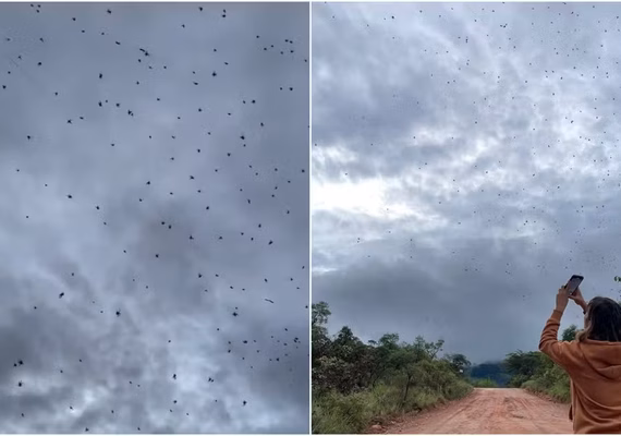 'Chuva de aranhas'? Entenda o que está por trás do fenômeno que viralizou na internet