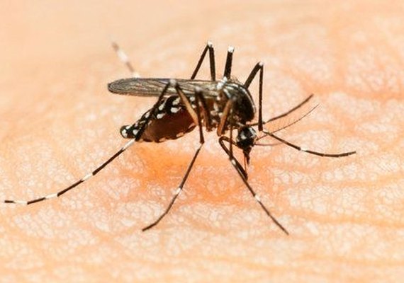 Bahia recebe 307 mil testes rápidos para diagnóstico de Zika
