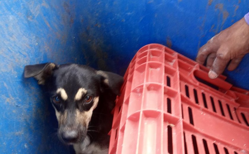 Cachorro é jogado dentro da lixeira de condomínio por funcionários de prédio