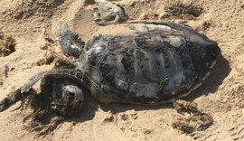 Em praias de Alagoas, 13 animais marinhos são achados mortos durante o Carnaval