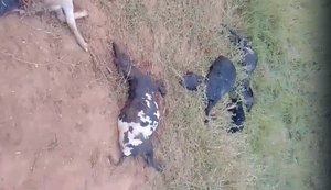 Vídeo: ataque de 'animal misterioso' mata 12 ovelhas em Palmeira dos Índios